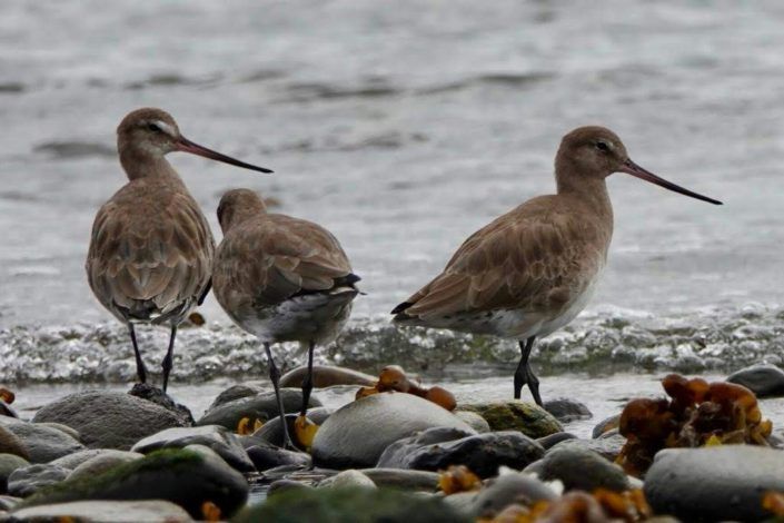 Avistamiento de Aves en Quenuir – Maullín