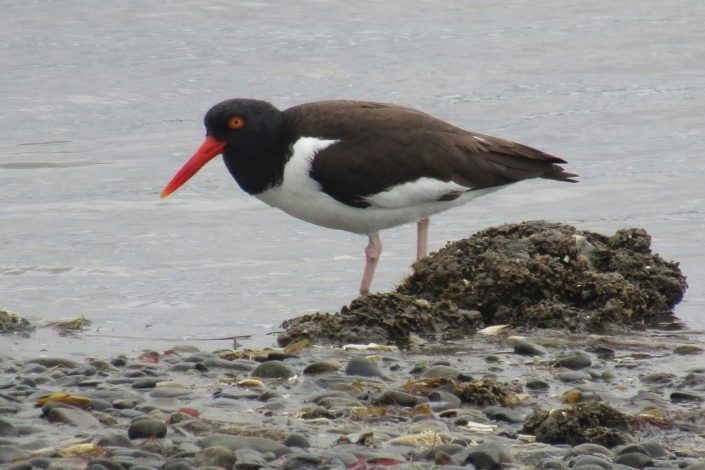 Avistamiento de Aves en Quenuir – Maullín