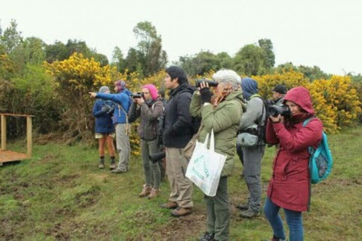 Avistamiento de Aves en Quenuir – Maullín