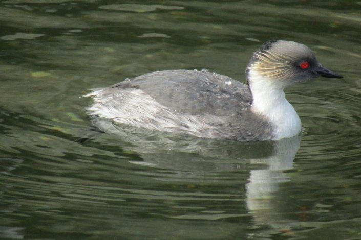 Avistamiento de Aves en Quenuir – Maullín