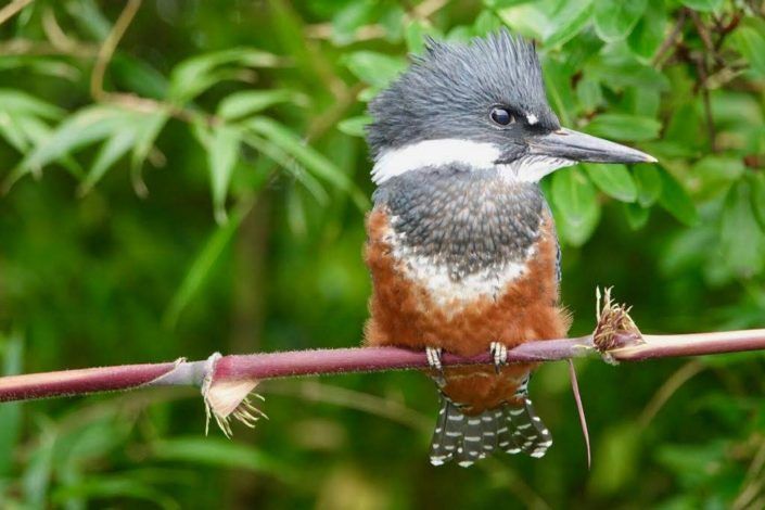 Avistamiento de Aves en Quenuir – Maullín