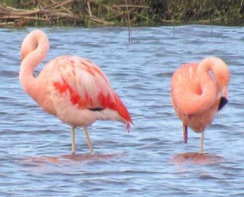 Avistamiento de Aves en Quenuir – Maullín