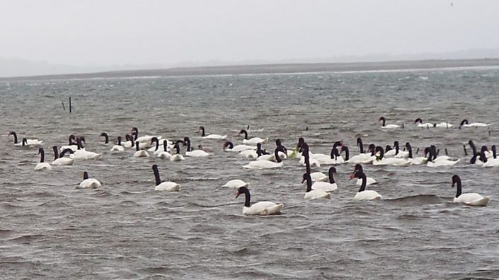 Avistamiento de Aves en Carretera Austral Norte