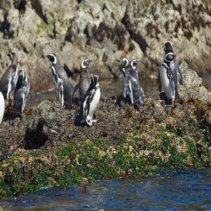 Pinguineras de Puñihuil / Ancud