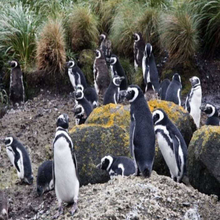 Pinguineras de Puñihuil / Ancud